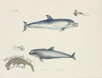 Goldfuss Short-beaked Common Dolphin and Porpoise